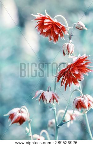 Beautiful Meadow Field With Wild Flowers. Spring Or Summer Wildflowers Closeup. Health Care Concept.