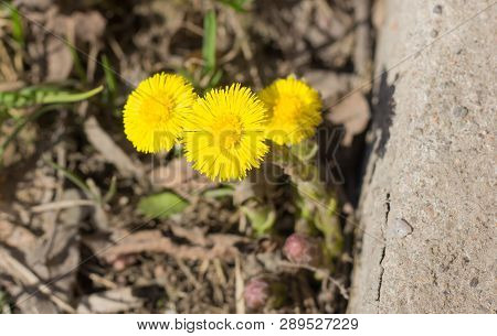 Yellow Flower Mother And Stepmother In The Grass. The First Spring Flowers. Yellow Spring Flowers