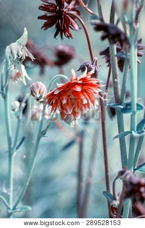 Beautiful Meadow Field With Wild Flowers. Spring Or Summer Wildflowers Closeup. Health Care Concept.