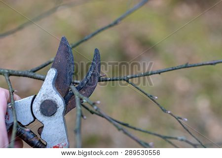Pruning Pruning Branches For Young Trees. Spring Works In The Garden.