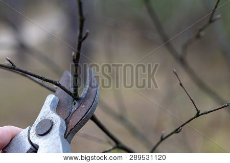 Pruning Pruning Branches For Young Trees. Spring Works In The Garden.