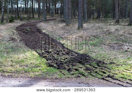 A Strip Of Freshly Plowed Land In The Forest. A Place To Prevent Fires In The Forest.