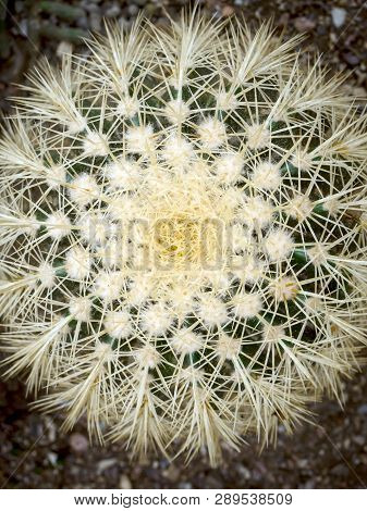 Big Echinopsis Subdenudata Cactus Plant. Saguaro Cactus, Also Known As Cardon Grande Cactus, Echinop