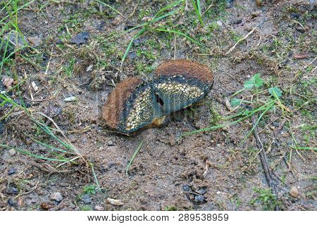 Dead Man's Foot Fungus.