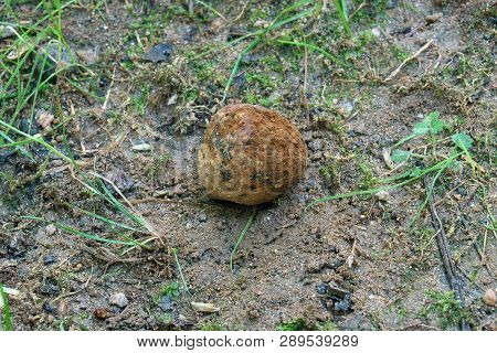Dead Man's Foot Fungus