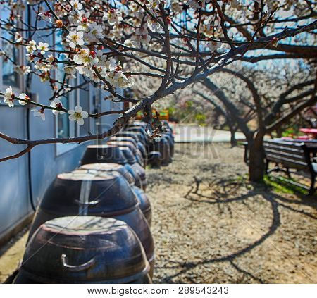 White Plum Blooming In Wondong Maehwa Village, Yangsan, South Korea, Asia