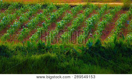 Corn Seedlings That Are Complete On The Farm Of Thai Farmers