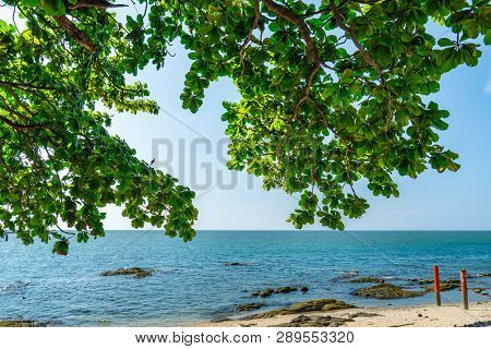 Umbrella Tree At Sand Beach Of Tropical Sea. Summer Vacation At The Beach. Branches Of Tree And Gree
