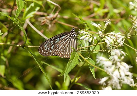 Closeup Of Blue Glassy Tiger Butterfly (ideopsis Vulgaris Macrina) Feeding On White Flower