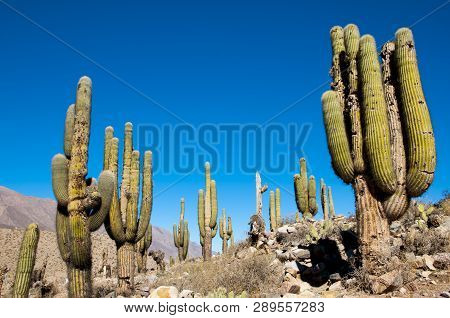 Cardon Cactii - Jujuy - North Argentina