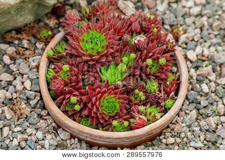 Macro photo of sempervivum plant.   Botanical name sempervivum arachnoideum. 