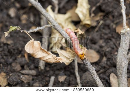 Red Zeuzera Coffeae Or Moths Stem Borer Destroy Tree, It Is Dangerous Insect Pests With Plant Diseas