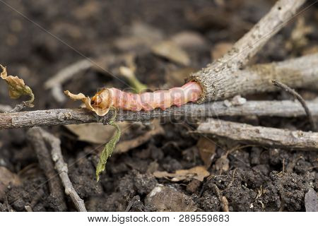 Red Zeuzera Coffeae Or Moths Stem Borer Destroy Tree, It Is Dangerous Insect Pests With Plant Diseas