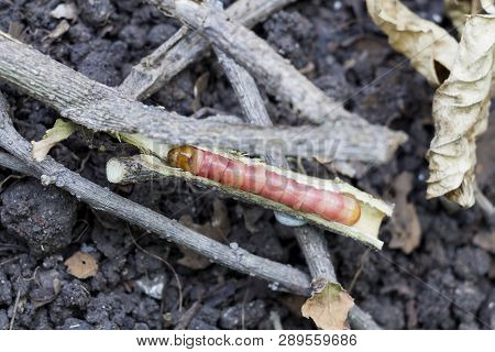 Red Zeuzera Coffeae Or Moths Stem Borer Destroy Tree, It Is Dangerous Insect Pests With Plant Diseas