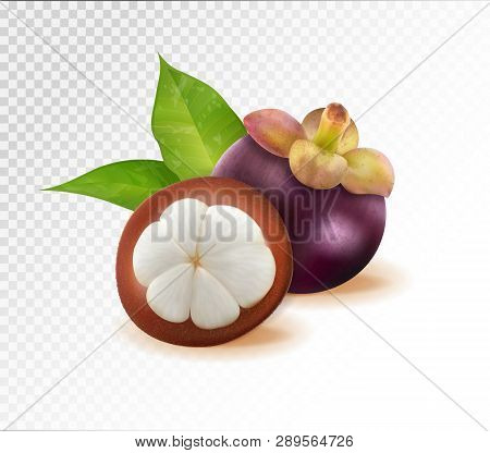 Mangosteens Queen Of Fruits, Mangosteen On Transparent Background. Quality Realistic Vector, 3d Illu