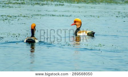 A Pair Of Red-crested Pochard ( Netta Rufina) Swimming In A Row On Chilka Lake Bird Sanctuary, Odish