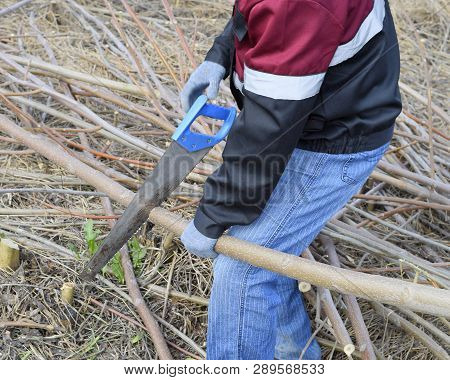 Man Saws Sawing A Tree Branch. Wood Sawing With A Hand Saw.