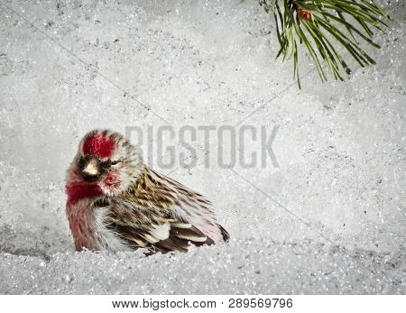 A Redpoll (carduelis Flammea) Chick With Red Breast Male Sitting In The Snow In Spring. With Copy Sp