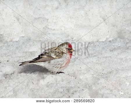 A Redpoll (carduelis Flammea) Chick With Red Breast Male Sitting In The Snow In Spring. With Copy Sp