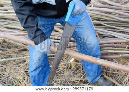 Sawing With A Hand Saw Of A Wood Branch. Man Saws Sawing A Tree Branch. Wood Sawing With A Hand Saw.