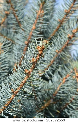Fat Albert Colorado Blue Spruce - Latin Name - Picea Pungens Fat Albert