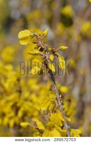 Dwarf Forsythia Mini Gold - Latin Name - Forsythia X Intermedia Mini Gold