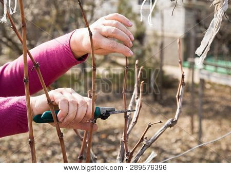 Woman Pruning Grape Vines In A Grapeyard With A Scissors