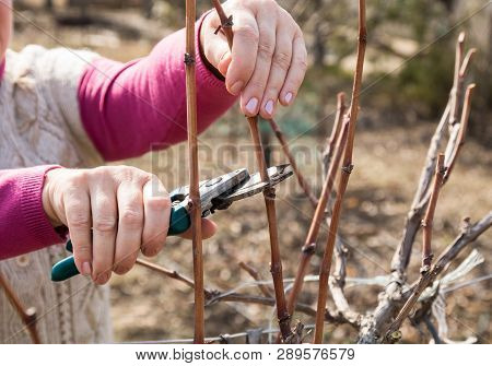 Woman Pruning Grape Vines In A Grapeyard With A Scissors