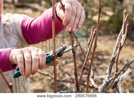 Woman Pruning Grape Vines In A Grapeyard With A Scissors
