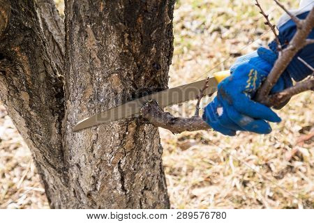 Man Makes Spring Tree Pruning In A Garden With A Garden Saw
