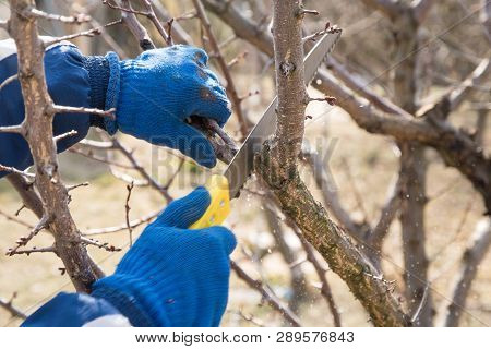 Man Makes Spring Tree Pruning In A Garden With A Garden Saw