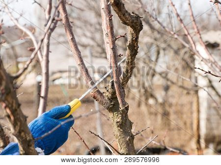 Man Makes Spring Tree Pruning In A Garden With A Garden Saw
