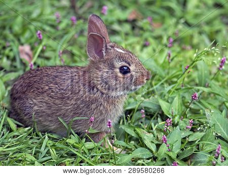 A Very Young Eastern Cottontail Rabbit In The Grass