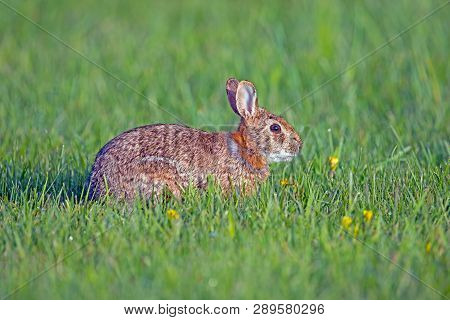 A Very Young Eastern Cottontail Rabbit In The Grass