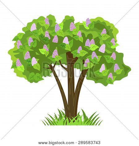 Deciduous Tree In Four Seasons - Spring, Summer, Autumn, Winter. Nature And Ecology. Natural Object 