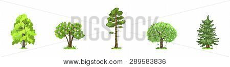 Deciduous Trees In Four Seasons - Spring, Summer, Autumn, Winter. Nature And Ecology. Natural Object