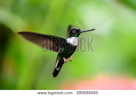 Hummingbird(trochilidae)flying Gems Ecuador Costa Rica South America