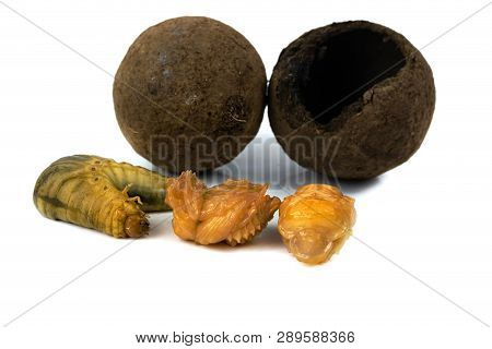 Larva Of Dung Beetle And A Dung Ball Isolate On White