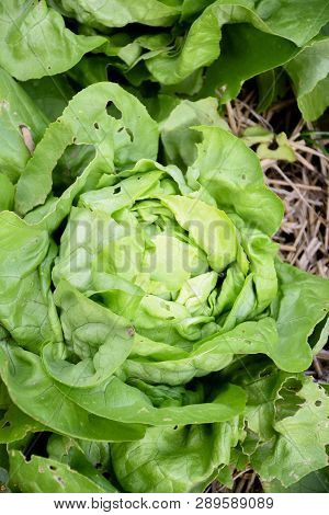Salad Butter Head And Green Oak, Red Oak Growing In Garden Orgarnic, Summer Season For Plant Vegetab