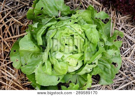 Salad Butter Head And Green Oak, Red Oak Growing In Garden Orgarnic, Summer Season For Plant Vegetab