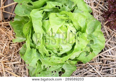 Salad Butter Head And Green Oak, Red Oak Growing In Garden Orgarnic, Summer Season For Plant Vegetab