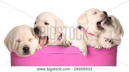 Labrador retriever valpar i en rosa behållare