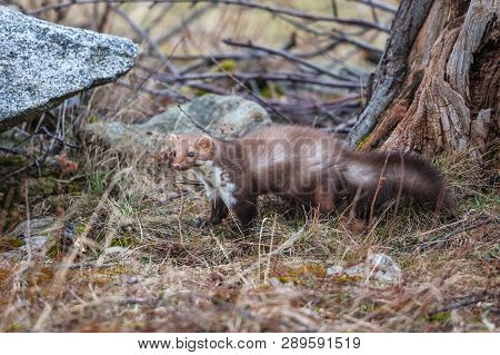 Stone Marten, Martes Foina, With Clear Green Background. Detail Portrait Of Forest Animal. Small Pre
