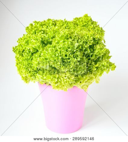 Freshness Lettuce Green Coral Salad On White Background Isolated. Lettuce Is A Plant Grown As A Leaf