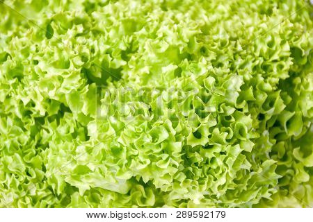 Freshness Lettuce Green Coral Salad On White Background Isolated. Lettuce Is A Plant Grown As A Leaf