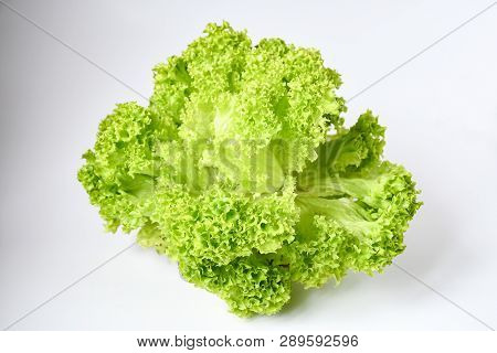 Freshness Lettuce Green Coral Salad On White Background Isolated. Lettuce Is A Plant Grown As A Leaf