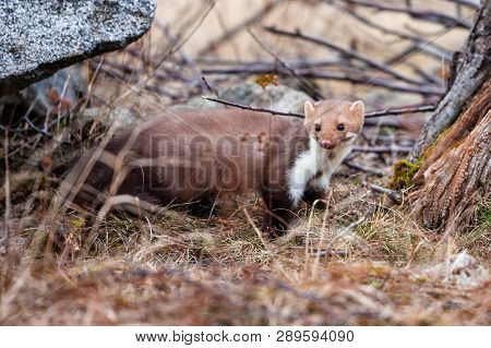 Stone Marten, Martes Foina, With Clear Green Background. Detail Portrait Of Forest Animal. Small Pre