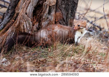 Stone Marten, Martes Foina, With Clear Green Background. Detail Portrait Of Forest Animal. Small Pre