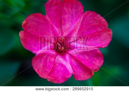 Beautiful Decorative And Healing Diuretic Mirabilis  Flower Close-up