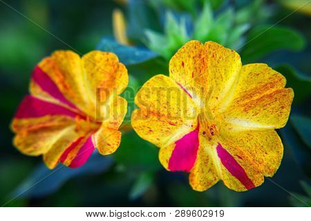 Beautiful Decorative And Healing Diuretic Mirabilis  Flower Close-up